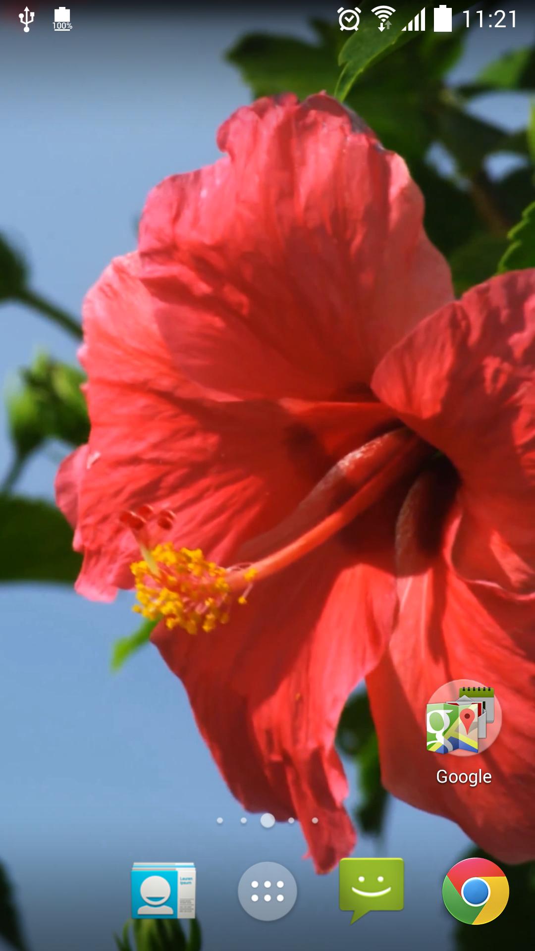 Real Red Flower Live Wallpaper