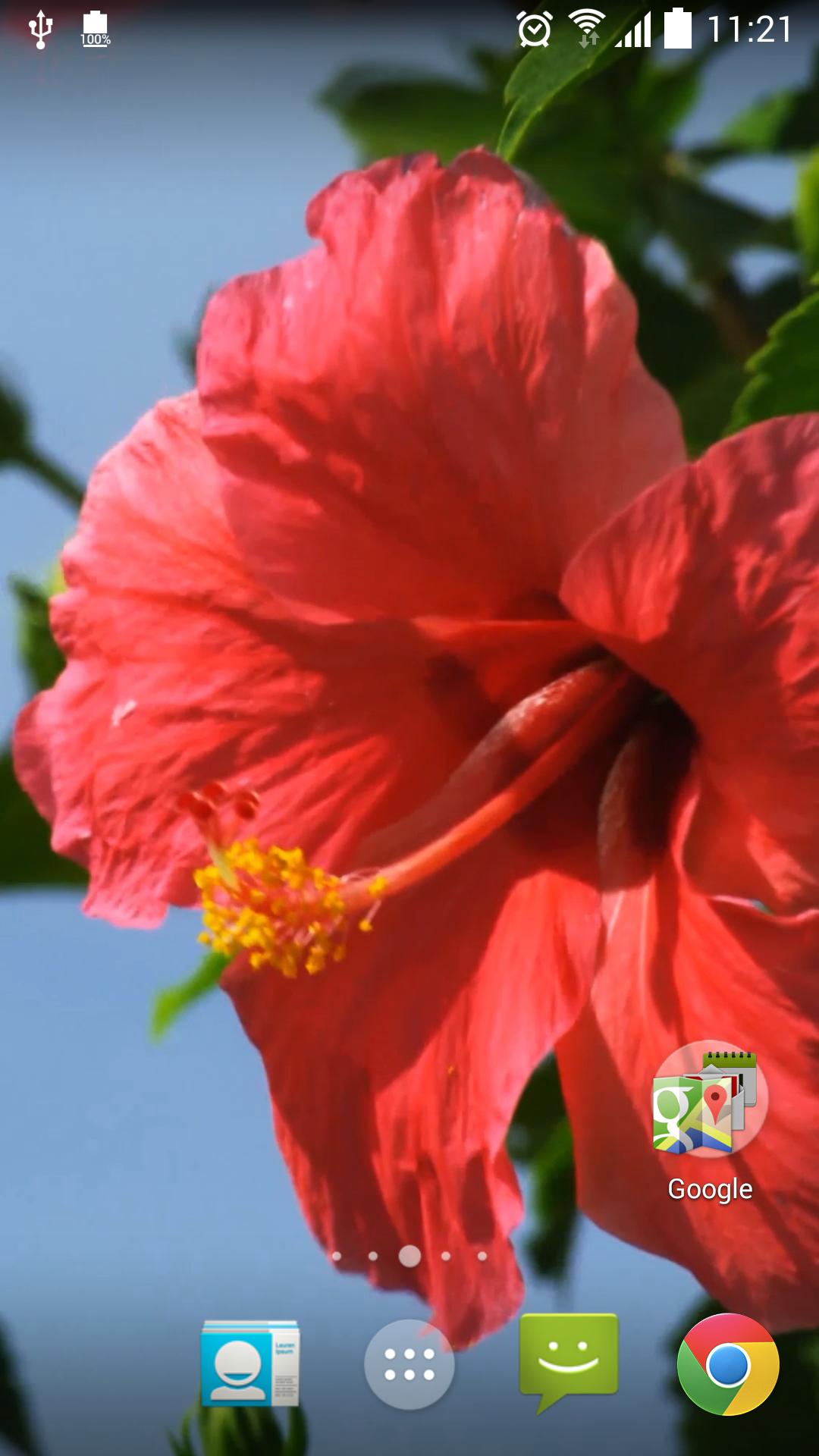 Real Red Flower Live Wallpaper