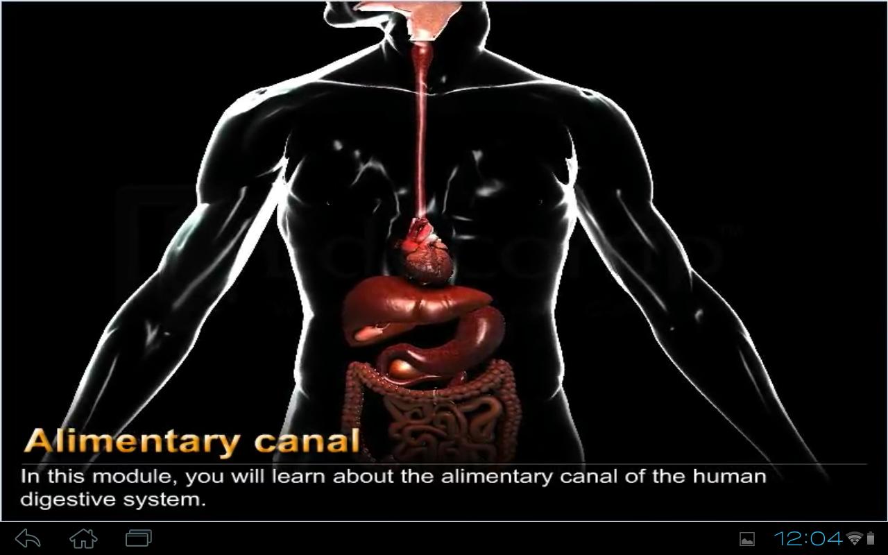Human Digestive System