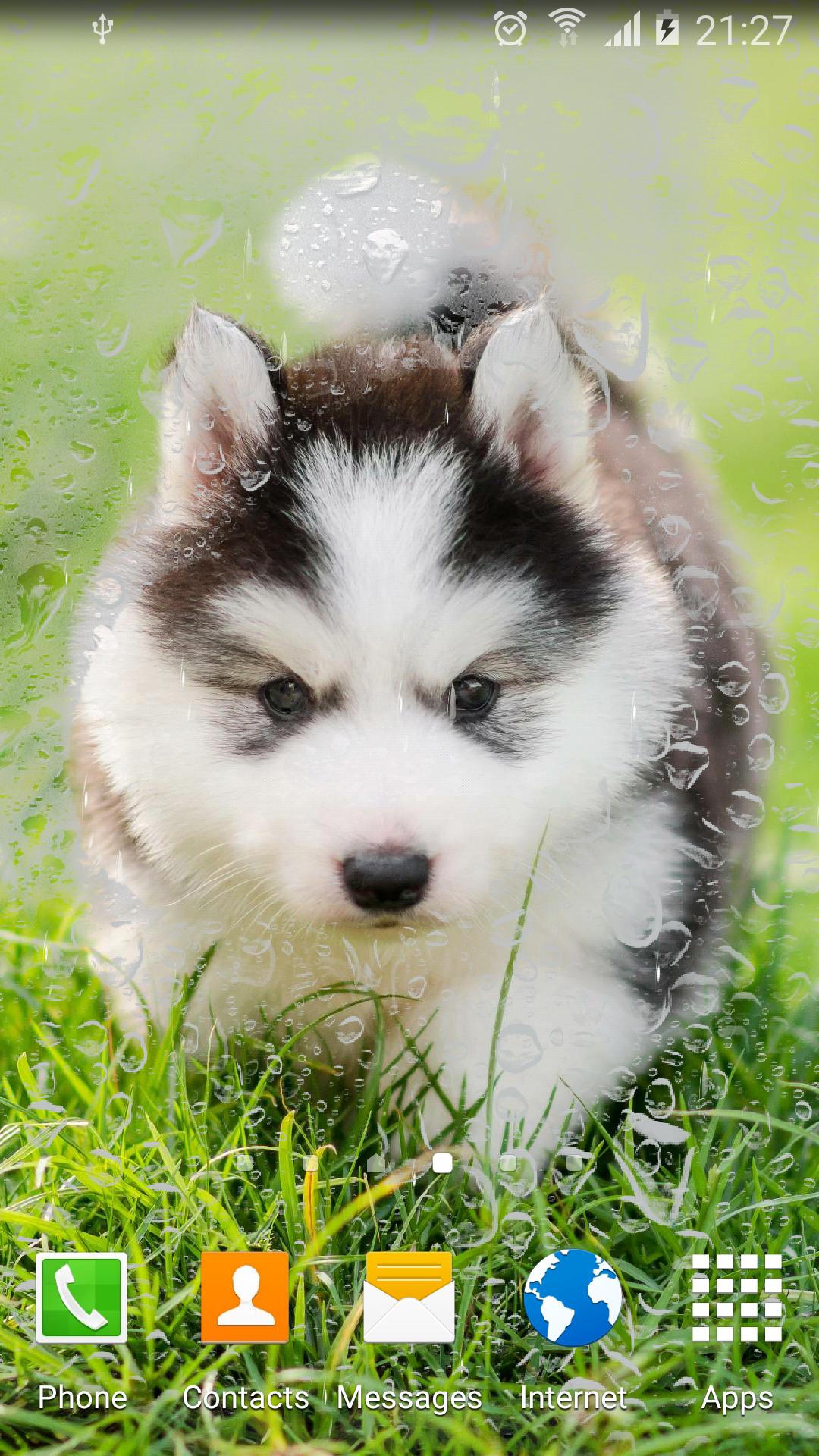 Cute Puppies Live Wallpaper