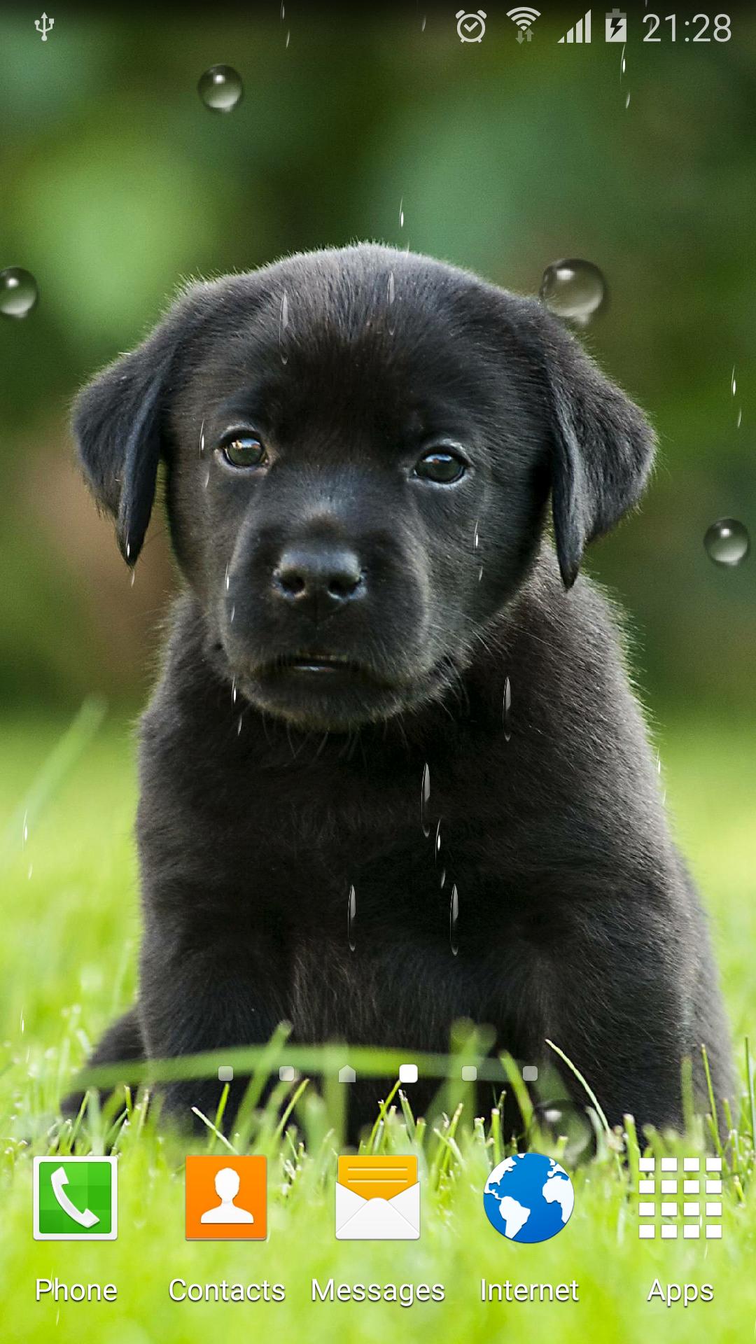 Cute Puppies Live Wallpaper