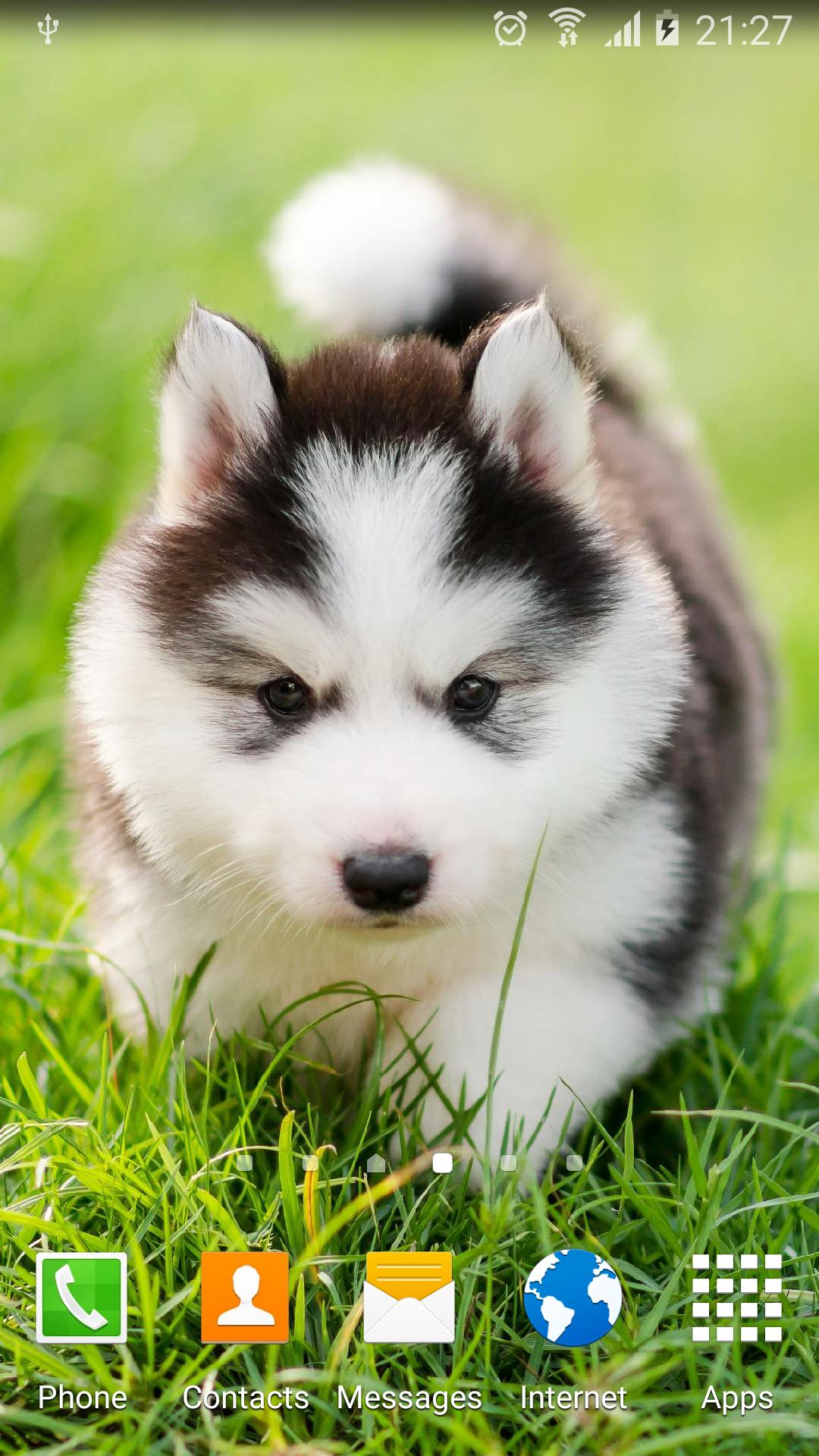 Cute Puppies Live Wallpaper