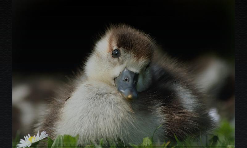 Cute & Furry Animals