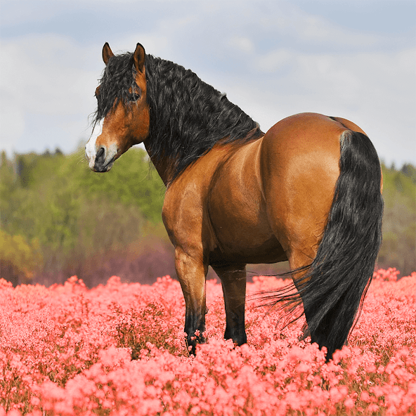 Horses Jigsaw Puzzle Games