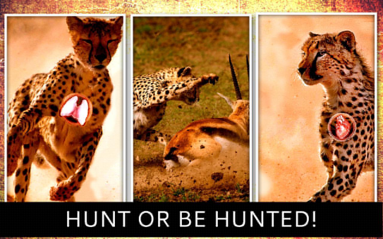 Cheetah Hunter 2016
