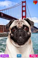 Talking Pug