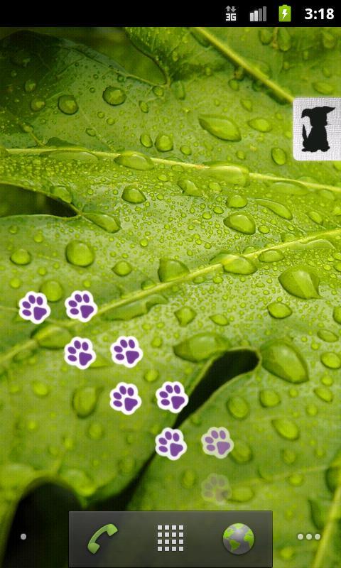 Paws Live Wallpaper