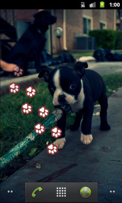 Paws Live Wallpaper