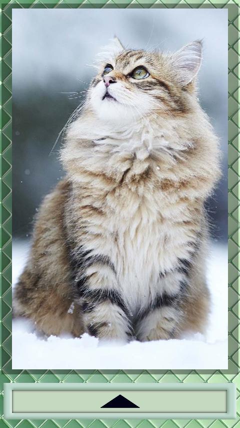 Puzzle Cats