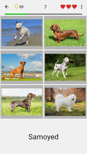 Dogs Quiz