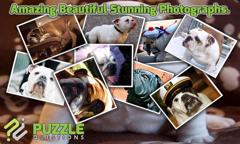 Free Bulldog Puzzle Games